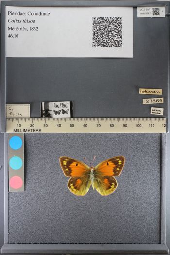 Media type: image;   Entomology 193767